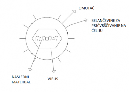 Shematska slika virusa sa omotačem, kao što je koronavirus
